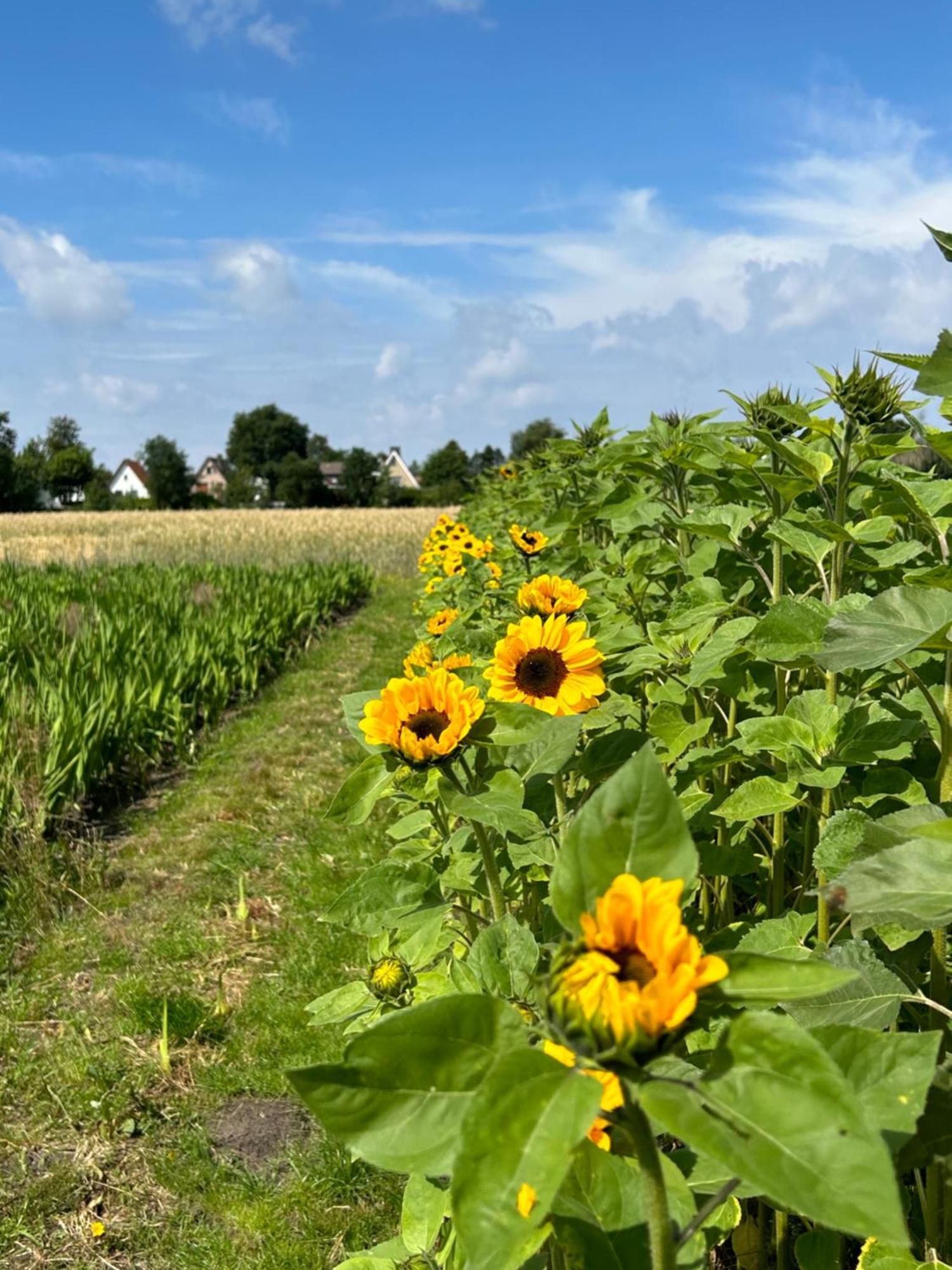 Liten Lind - Ferienwohnung In Sahlenburg Cuxhaven Buitenkant foto